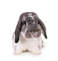 Schlappohr-Kaninchen