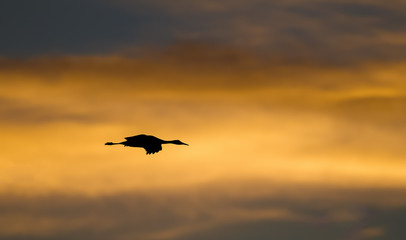 Fototapeta na wymiar flying crane
