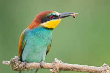 European bee-eater portrait (Merops apiaster), Italy