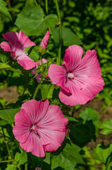 Lavatera trimestris flower garden