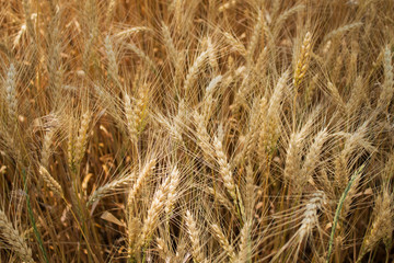 ears of wheat close up on blurred background.