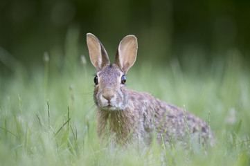 An Eastern Cottontail Rabbit has its head held up searching its surroundings in an alert pose while sitting in a field of green grass.