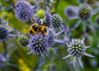 bumblebee and thistle