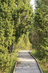 Obraz premium Wooden trail winds through the woods 