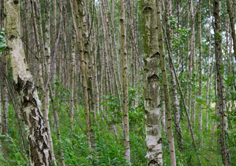 Obraz premium birch trees