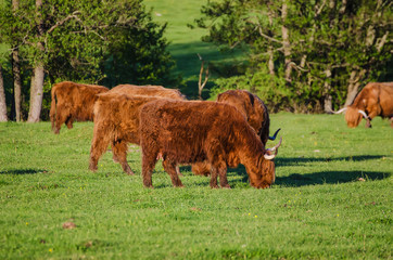 Scotland highland hairy red cows grazing at the green summer meadow, agricultural livestock organic food concept