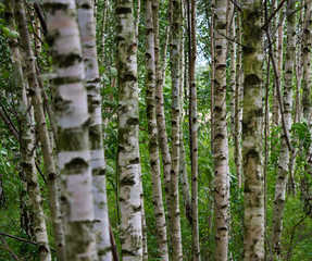 Obraz premium birch trees