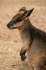 Junges Känguru schaut sich um