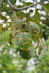 plum tree disease affected leaves closeup