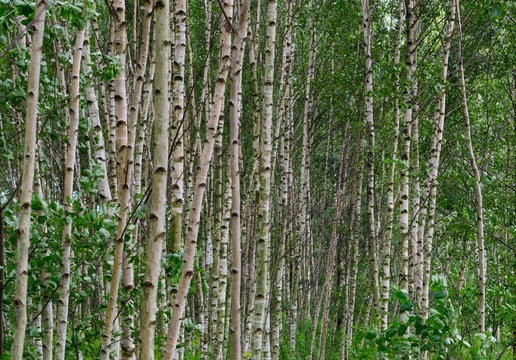 birch woodland