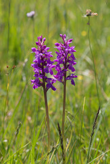 Kleines Knabenkraut- wilde Orchidee - dactylorhiza