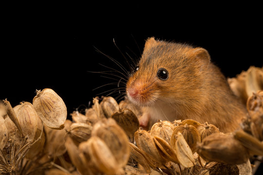 Harvest mouse perched in seed heads with black background.