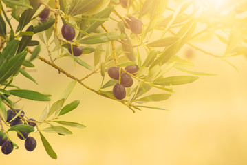 Branch of olive tree with fruits and leaves, natural agricultural sunny food background