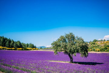 Le vieil arbre dans le champ de lavandes en Provence