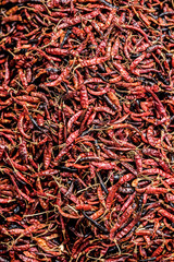 Fototapeta premium dried chilli