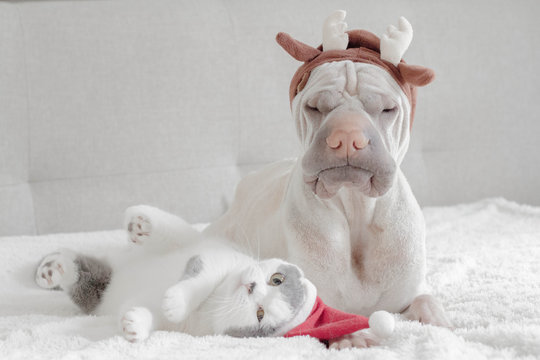 Shar pei dog dressed in antlers and british shorthair cat dressed in santa hat