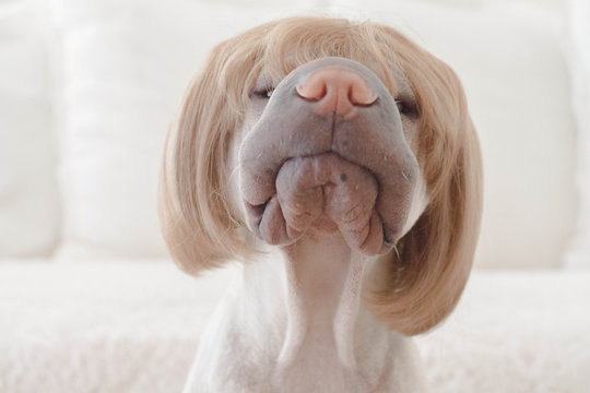 Shar pei dog wearing wig 