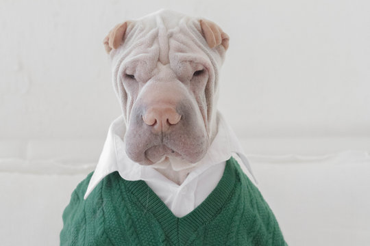 Shar pei dog wearing shirt and sweater 
