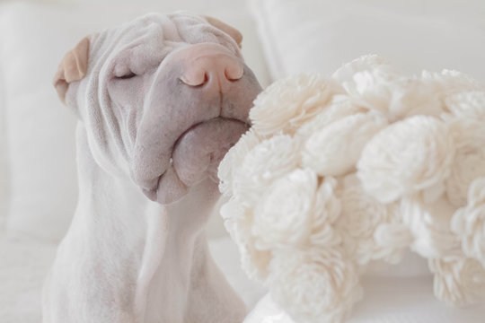 Shar Pei Dog Smelling White Flowers 