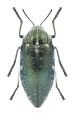 Beetle Julodis egho egho