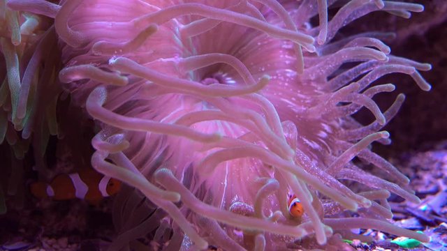 Des poissons-clowns et une an&eacute;mone