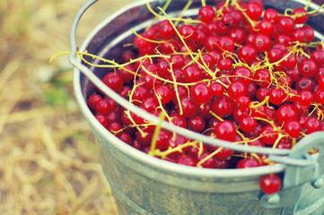 Juicy berries of red currant in an iron small bucket closeup