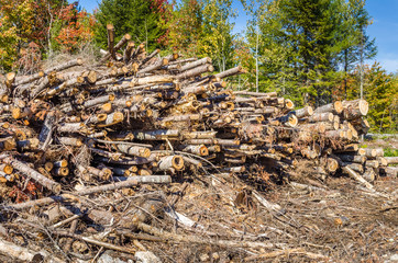 Stack of Sawn Trees on a Clear Autumn Day