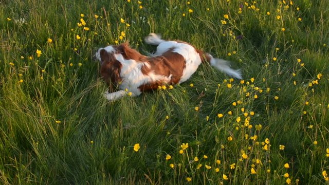 Dog is scratching his back against the lawn and absorbing scent of grass and wildflowers