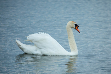 Obraz premium Mute swan (Cygnus olor)