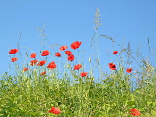 Klatschmohn, Papaver rhoeas, Mohnblumen, Poppies