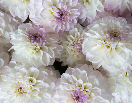 close up of bouquet of white flowers