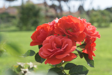 Rosenstock im Rosengarten in Rom, am Fuße des Aventin mit Rasenfläche und Gebäuden im Hintergrund