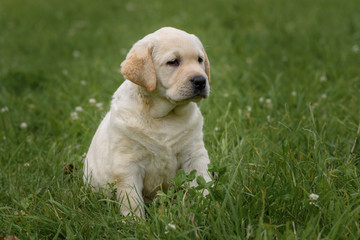 cute yellow puppy Labrador Retriever isolated on background of green grass
