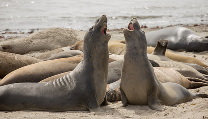 Two Northern Elephant Seals (Mirounga angustirostris) adult males fighting for mates during molting season. Ano Nuevo State Park, San Mateo County, California, USA.