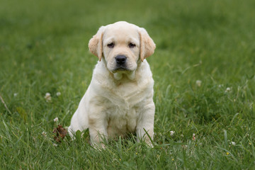 cute yellow puppy Labrador Retriever isolated on background of green grass