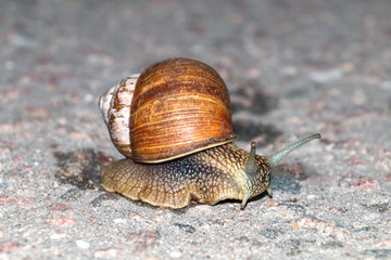 snail