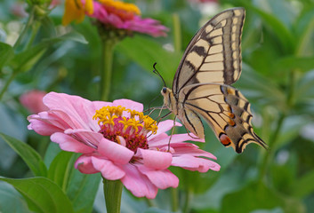 close up of Machaon butterfly on pink zinnia flower