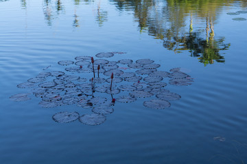Floating plants in lake.