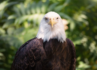 Close-up Portrait of a Bald Eagle
