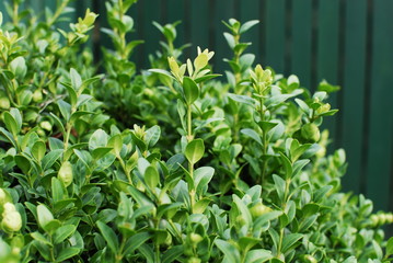 boxwood detail