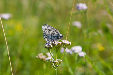 butterfly in the garden
