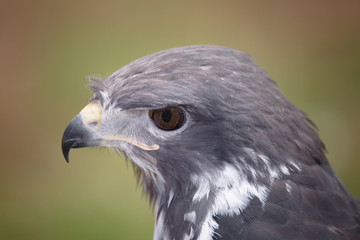 Portrait of a Raptor