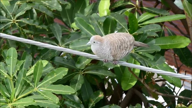 Zebra Dove Singing Beautifully in the Late Afternoon (Version 1)