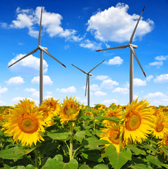 Sunflower field with wind turbines.