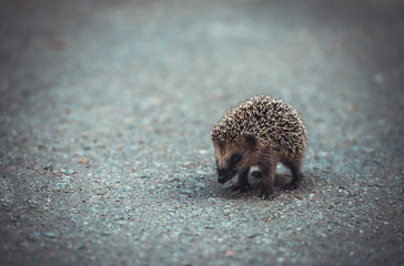 Ёжик © ilemekhov