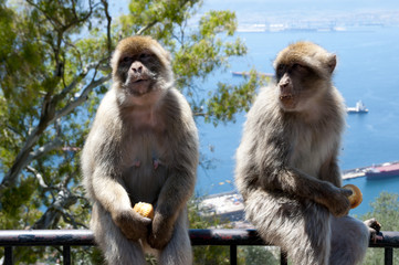 Barbary Macaques - Gibraltar
