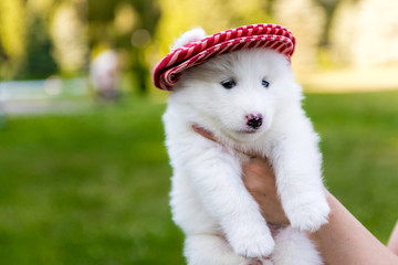 four Samoyed puppy outdoors in summer