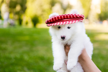 four Samoyed puppy outdoors in summer