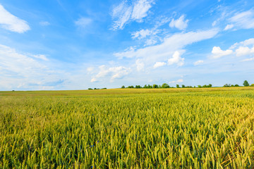 Beautiful wheat field with white clouds on blue sky in summer landscape near Krakow, Poland