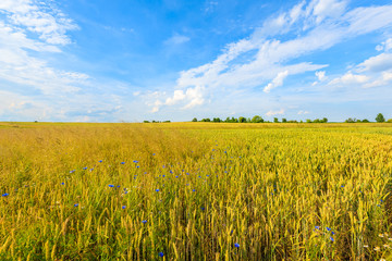 Beautiful golden color wheat field with white clouds on blue sky in summer landscape near Krakow, Poland